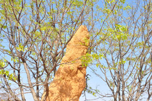 This is the top part of the termite mound which is located at the following geo coordinates: -18.15481, 14.27186