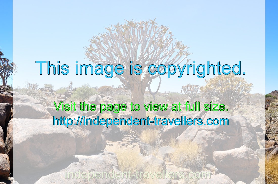 The Quiver Tree Forest or Kokerboomwoud in Afrikaans is a forest found in Namibia