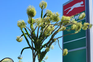 An exotic tree of euphorbia species is in bloom at Puma Keetmanshoop gas station