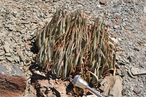 A compact low shrub of aloe species grows near the office of Quivertree Forest Rest Camp