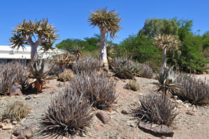 The big round flower bed with succulent plants is created near the office of Quivertree Forest Rest Camp