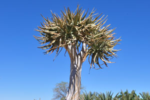 Aloidendron dichotomum dominates the big round flower bed near the office of Quivertree Forest Rest Camp