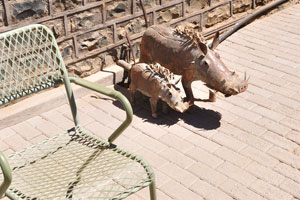 The miniature statues of warthogs are situated at the entrance to the Quivertree Forest office