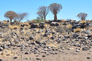 The Quiver tree is one of the most interesting plants of Namibia