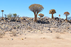 The Quiver tree is not a tree, but an aloe plant