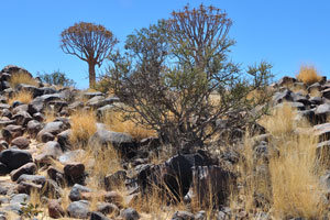 The Quiver tree mostly occurs in black rock formations which absorbs a lot of heat during the summer