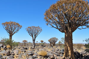 The botanical name of a Quiver tree is Aloidendron dichotomum