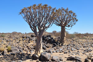 Aloidendron dichotomum, formerly Aloe dichotoma, is named for its distinctive forked branching pattern