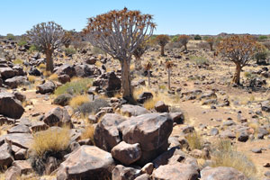 As a result of its beauty, the Quiver tree has been named the national plant of Namibia