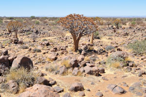 The Quiver Tree Forest was declared as a national monument on 1 June 1955