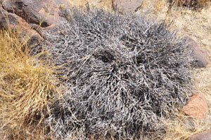 This low shrub grows in the Quiver Tree Forest