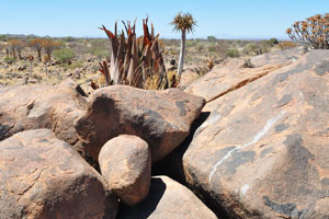 The Quiver tree occurs only in South Africa and Namibia