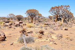 The Quiver tree is widely distributed in Namibia, ranging from the Orange River, northwards to Etosha Pan