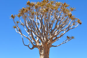 The Quiver tree is so named because native bushmen used to make quivers from the branches of the tree