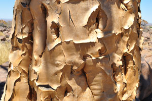 The Quiver tree is covered in a thick, corky, yellowish bark that flakes into sharp-edged sections on the main trunk