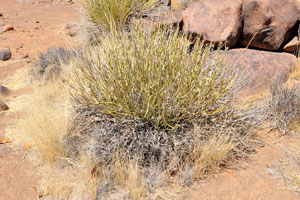 This low succulent shrub grows in the Quiver Tree Forest