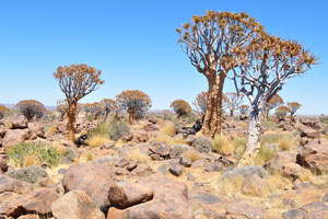 About 250 quiver trees can be found in the Quiver Tree Forest