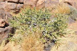 Succulent grass grows in the Quiver Tree Forest between the stones