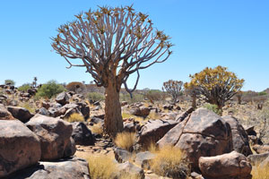 The Quiver Tree Forest or Kokerboomwoud in Afrikaans is a forest found in Namibia