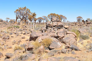 The Quiver Tree Forest is a popular and a well-known tourist attraction in the southern part of the country