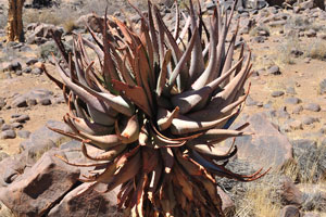 The Quiver Tree Forest is spontaneous, the highest quiver trees are up to 3 centuries old