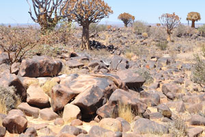 If you look attentively to the centre of the photograph, you will see the rock hyrax