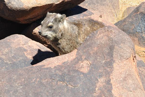 The rock hyraxes live in the Quiver Tree Forest