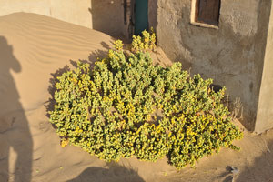 This low succulent shrub grows in Kolmanskop