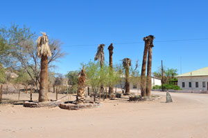 Tall trunks of dead palm trees are situated near the Seeheim hotel