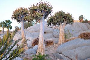 The Quiver trees grow in the harbour of Lüderitz