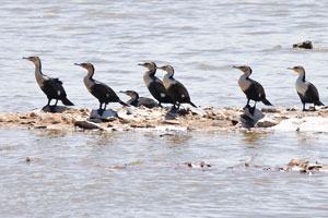 The flock of the white-breasted cormorant “Phalacrocorax lucidus” is at Huab Lagoon