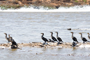 This flock of the white-breasted cormorant “Phalacrocorax lucidus” was located at the following geo coordinates: -20.916748, 13.457406