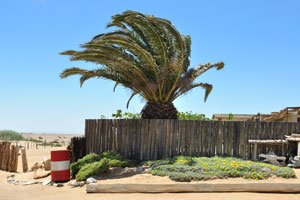 A huge date palm grows at Ugabmund Gate