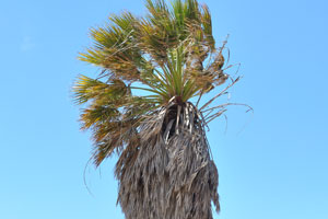 A tall palm tree grows at Ugabmund Gate