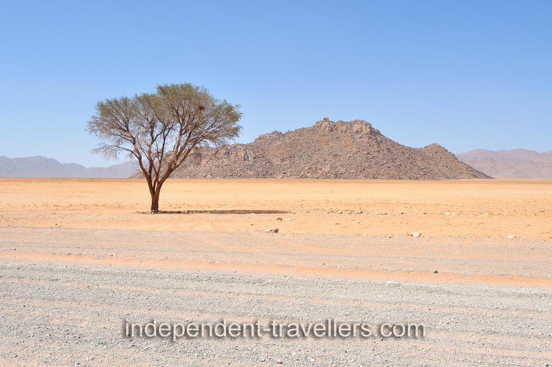 A lonely tree grows along C27 road