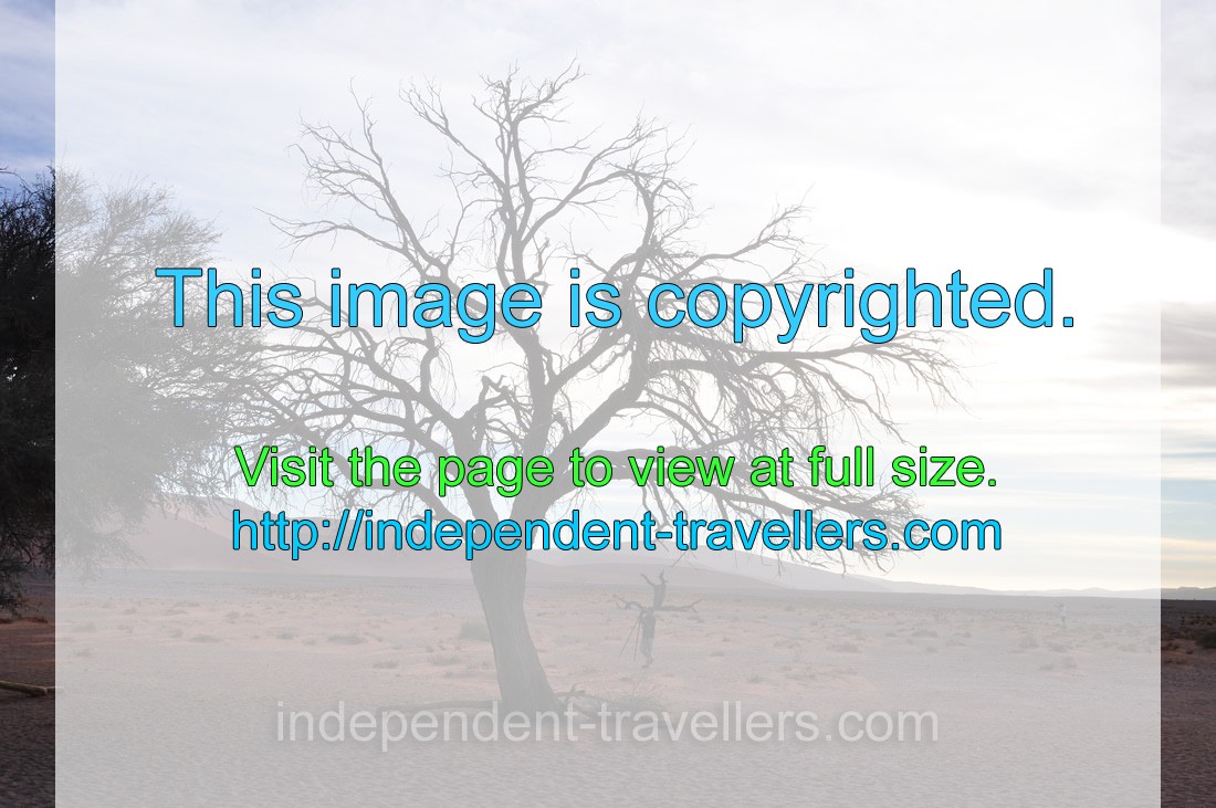A photographer is beside a tree which grows near Dune 45