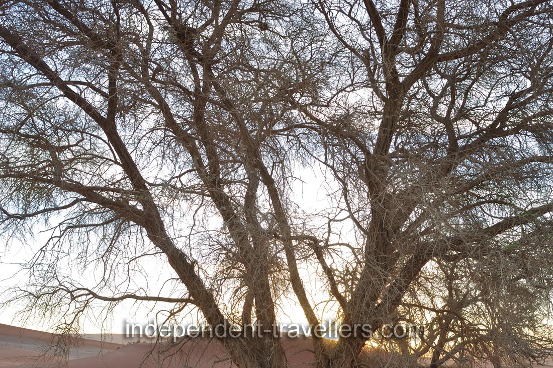Some acacia trees at the Sossusvlei area are very large