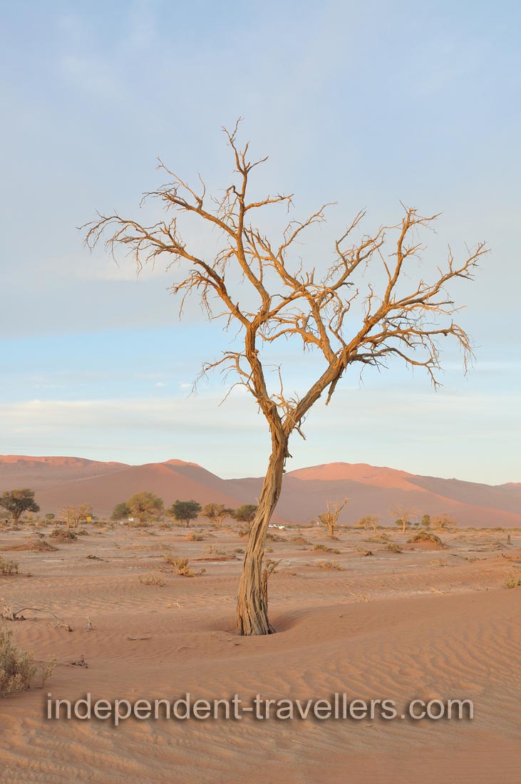 This dead acacia tree of the Namib Desert is at the Sossusvlei area