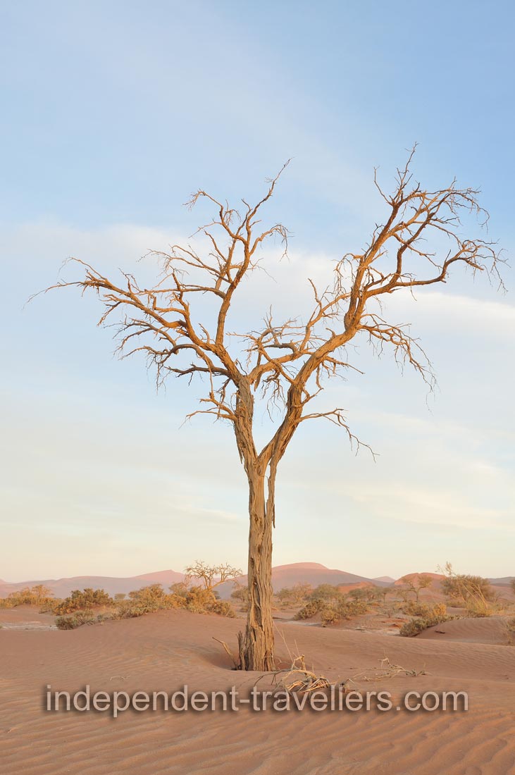 Sossusvlei is a strange and alien landscape