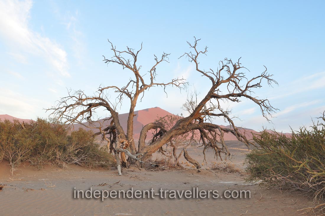The dunes in the Sossusvlei area have the warm tints of the sand, ranging from pale apricot to brick orange and deep red