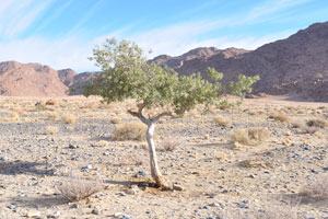 A tree grows near Sesriem Canyon
