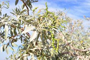 A succulent tree with green pods grows near Sesriem Canyon