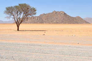 A lonely tree grows along C27 road