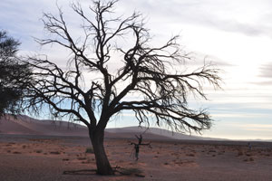 A photographer is beside a tree which grows near Dune 45