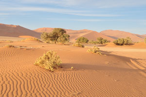 This sand ripple pattern can be observed near Sossusvlei parking lot