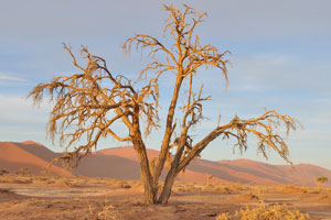 Sossusvlei is a place of fascinating and surrealistic landscapes