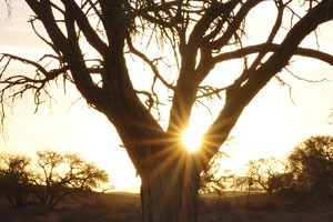 This is an ordinary tree at Sossusvlei just before the sunset