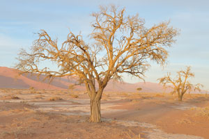 The interesting landscape makes the Sossusvlei area one of the most photographed in the world