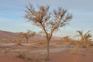 The colours of the Sossusvlei area are strong and constantly changing, allowing for wonderful photographic opportunities