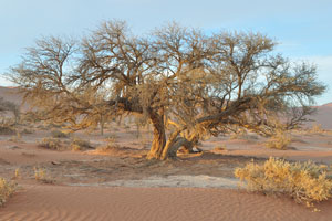 This is a huge tree at the Sossusvlei area just before the sunset